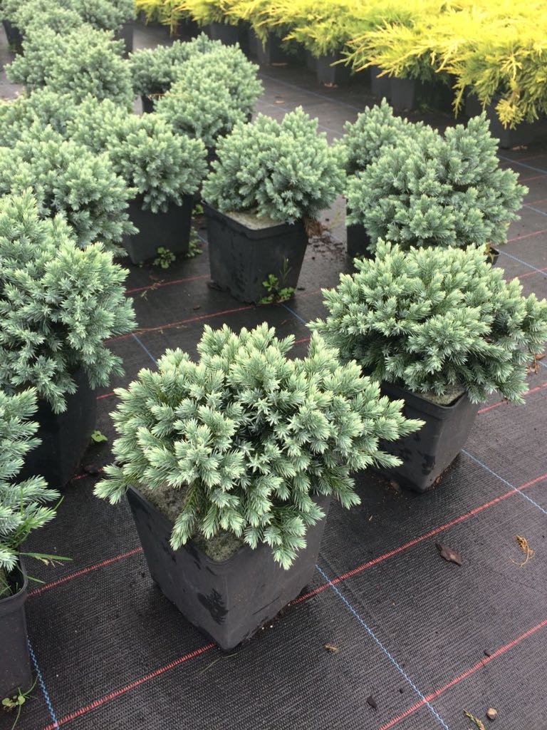 Можжевельник чешуйчатый Блу Стар